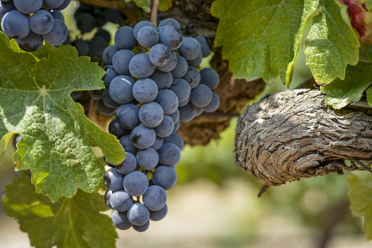 МЕРЛО виноград (технический корнесобственный) - Купить по лучшей цене сдоставкой по России и Крыму