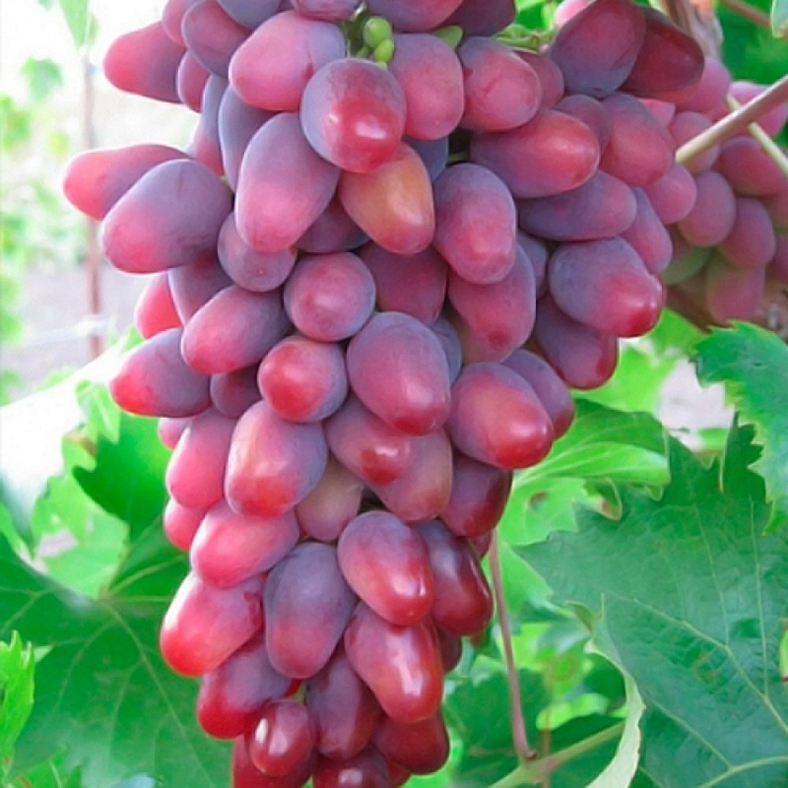 красный виноград сорта с фото
