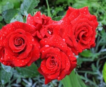 СКАРЛЕТ БОНИКА (Scarlet BONICA) роза флорибунда - Купить по лучшей цене с  доставкой по России и Крыму
